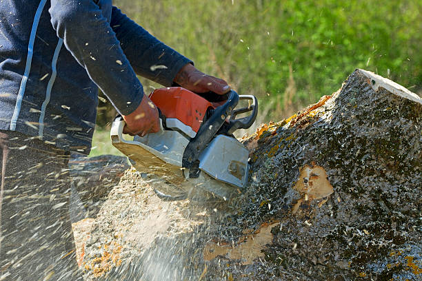 Best Tree Pruning Services  in Middlesex, NC